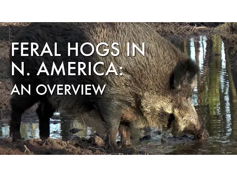Feral Hogs in North America: An Overview