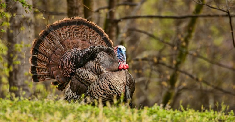 The DEC is seeking information on wild turkey sightings this month From Peoples