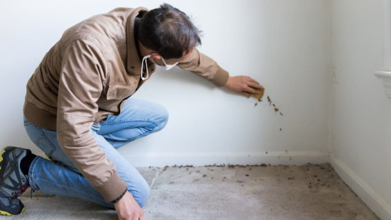Identifying 13 Indications of Mold Presence in Your Home (2023)