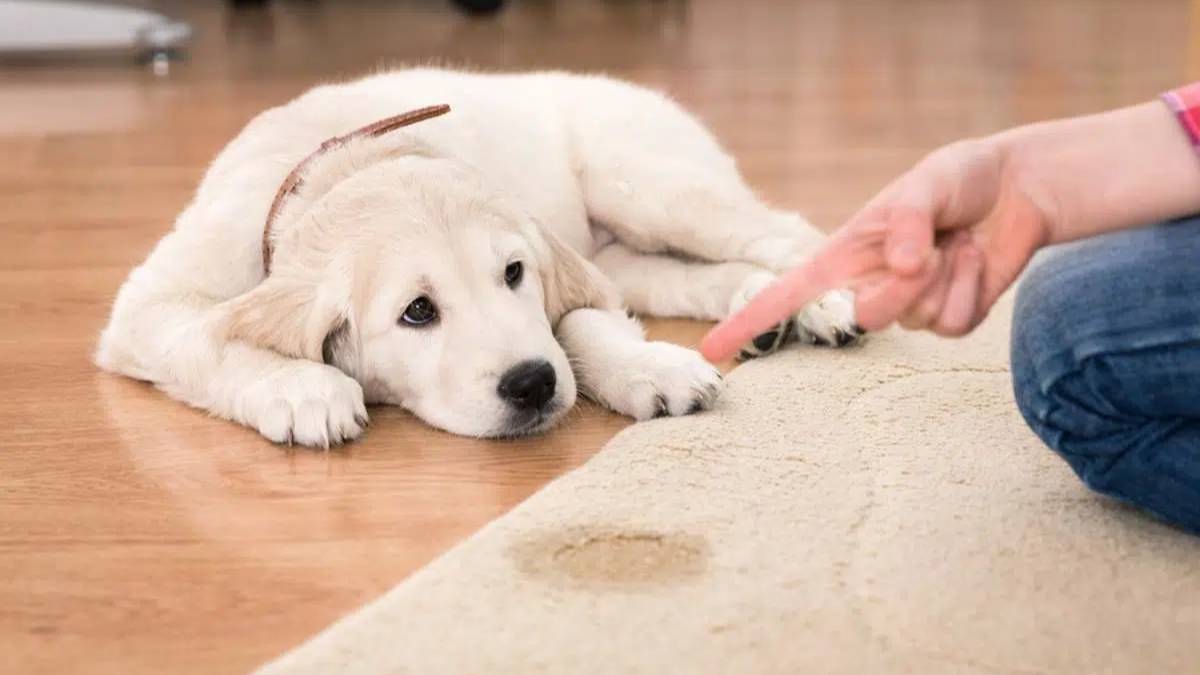 Removing Dog Urine Odor from Carpet