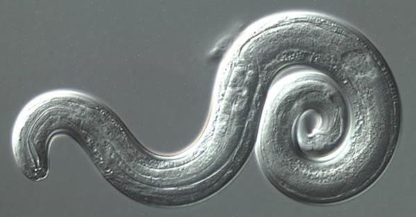 Scientists Warning: Parasitic Brain Worm Spreading in Southeast U.S