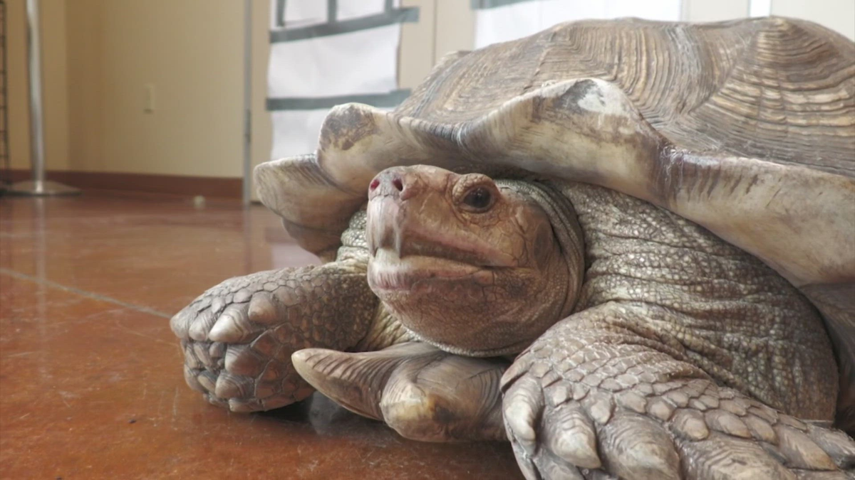 Tortoise discovered roaming in Texas City