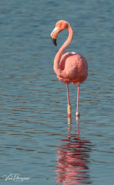 flamingos 