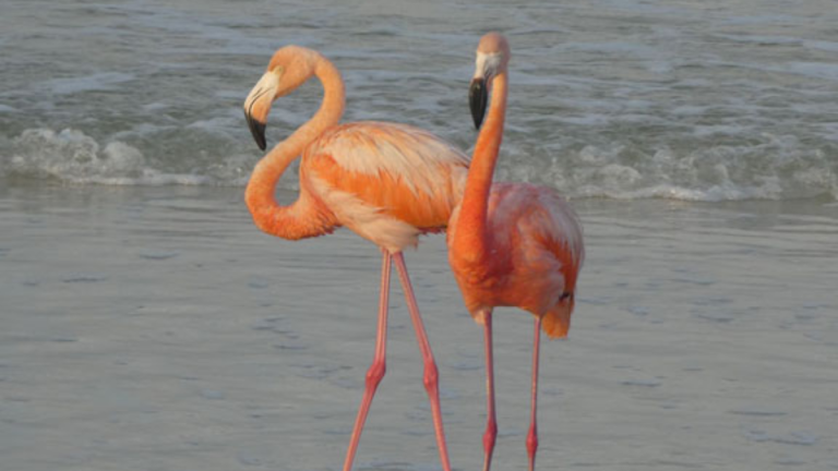 Residents of Florida Keys get rare chance to see pink flamingos