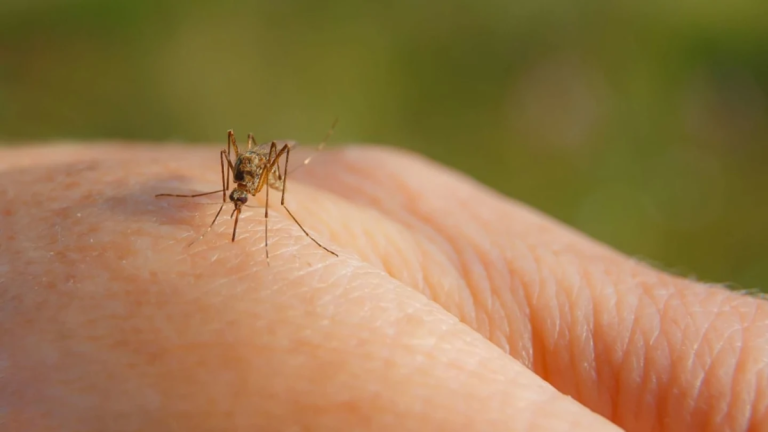 The US City with the Highest Mosquito Infestation in 2023 is Located in California
