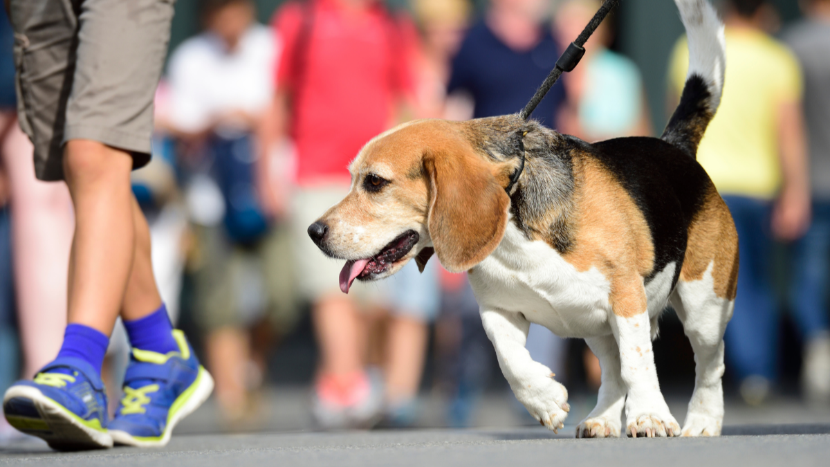 These Cities Ranked as Most Pet-Friendly in the US