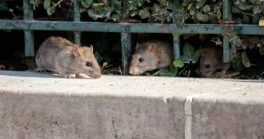 Three Ohio Cities Ranked In The List Of The Most Rat-infested Areas In The Us