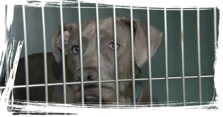 Animal Care Centers of NYC urgently plead for dog adoptions as shelters reach capacity