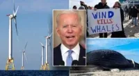 Developer axes 2 major offshore wind projects in blow to Biden's green energy goals