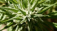 Federal Health Agency Awards $3.2 Million Grant To Study Impact Of Marijuana On Cancer Immunotherapy Treatment