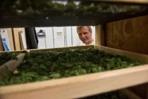 Leif Abel, co-owner of Greatland Ganja, shows marijuana drying on racks