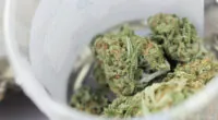New York Senate Committees Jointly Hold Hearing to Address Challenges in State's Marijuana Legalization Rollout - Marijuana Moment