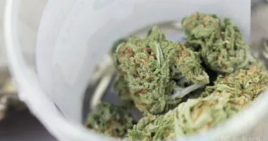 New York Senate Committees Jointly Hold Hearing to Address Challenges in State's Marijuana Legalization Rollout - Marijuana Moment