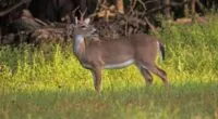 New law changes how SC hunters have to tag, report their deer kills. Here’s what to know
