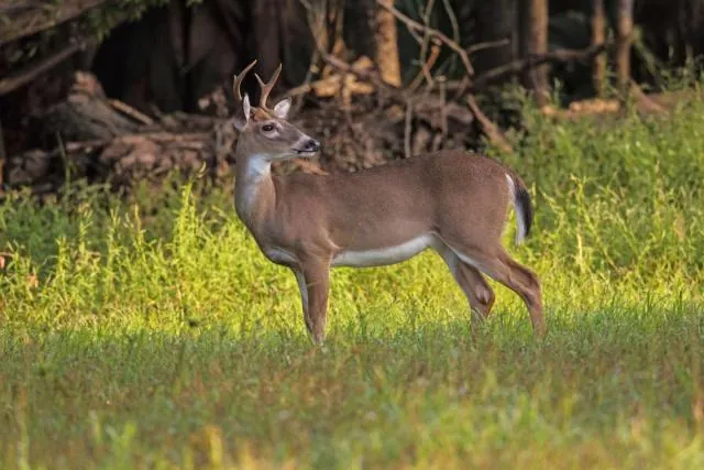 New law alters deer tagging and reporting requirements for SC hunters. Here’s what you should be aware of