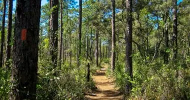 One of the Most Haunted Forests in America is Located Here in Florida