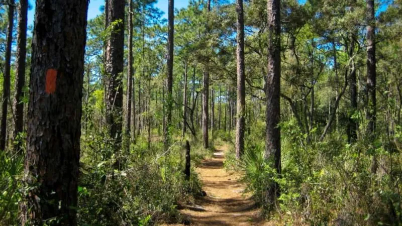 One of the Most Haunted Forests in America is Located Here in Florida