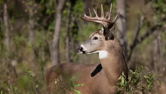 Do You Think You Know Where That Buck Is Bedding? MSU Deer Lab Study Reveals Big Bucks Bedding Habits