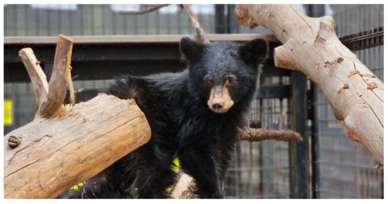 Arizona Wildlife Experts Left ‘Stumped’ by ‘Abnormally Tiny’ Bear Cub