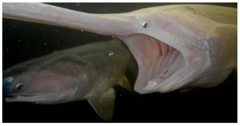 Do Not Keep This Strange-Looking Fish If Caught in Alabama, Release It Immediately!