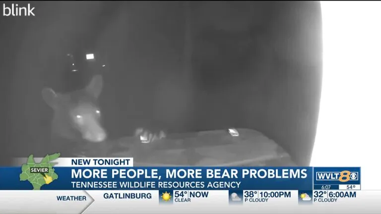 Breaking News: Tennessee is experiencing a rise in human bear incidents