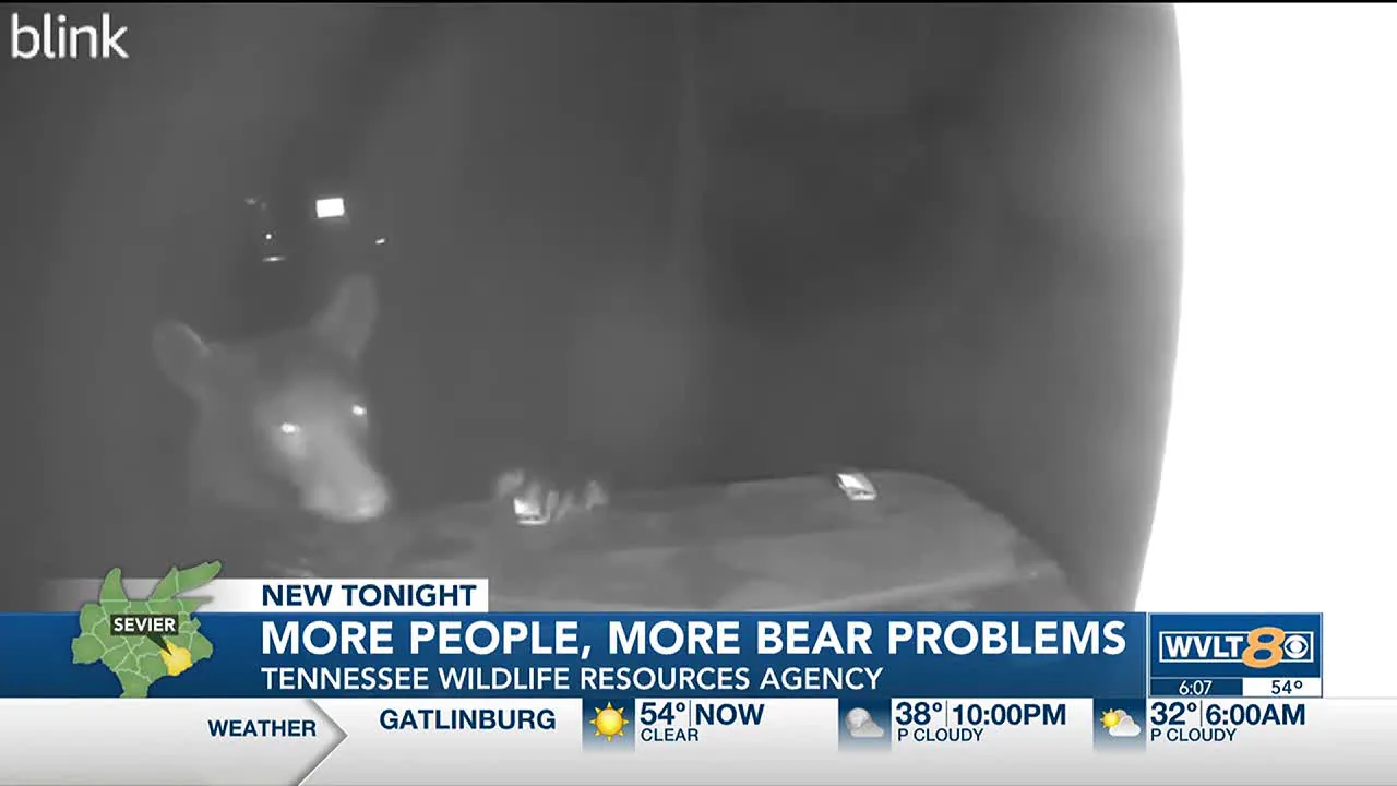 Human bear incidents are increasing across Tennessee