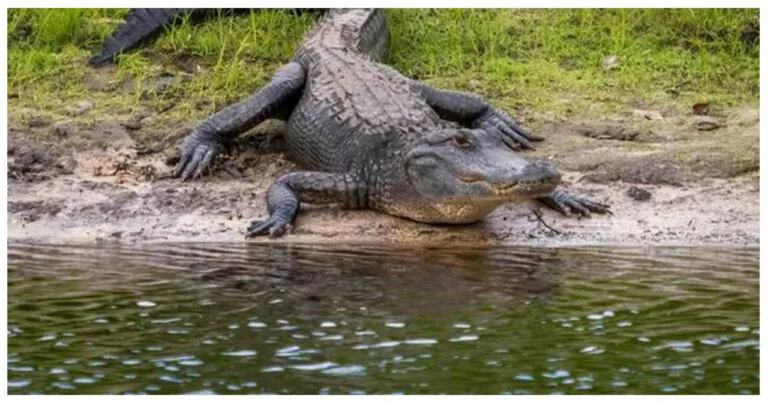 The Top 5 Most Alligator-Infested Rivers In Alabama – Here’s More Details!