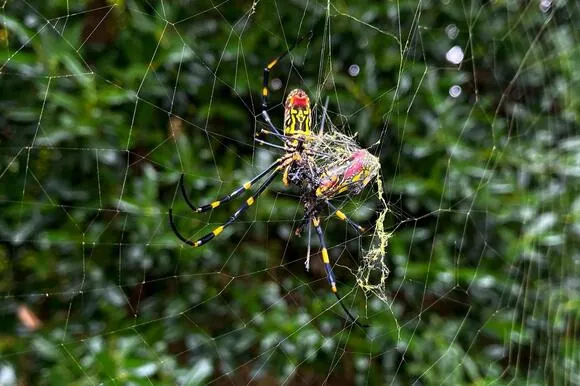 The creepy looking Joro spider will soon be in New York, experts warn. AP