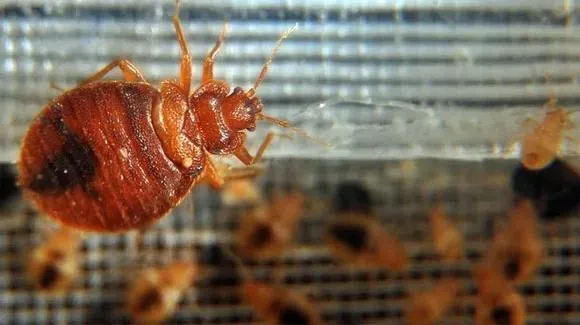 West Virginia is the 2nd most likely state for a bed bug infestation